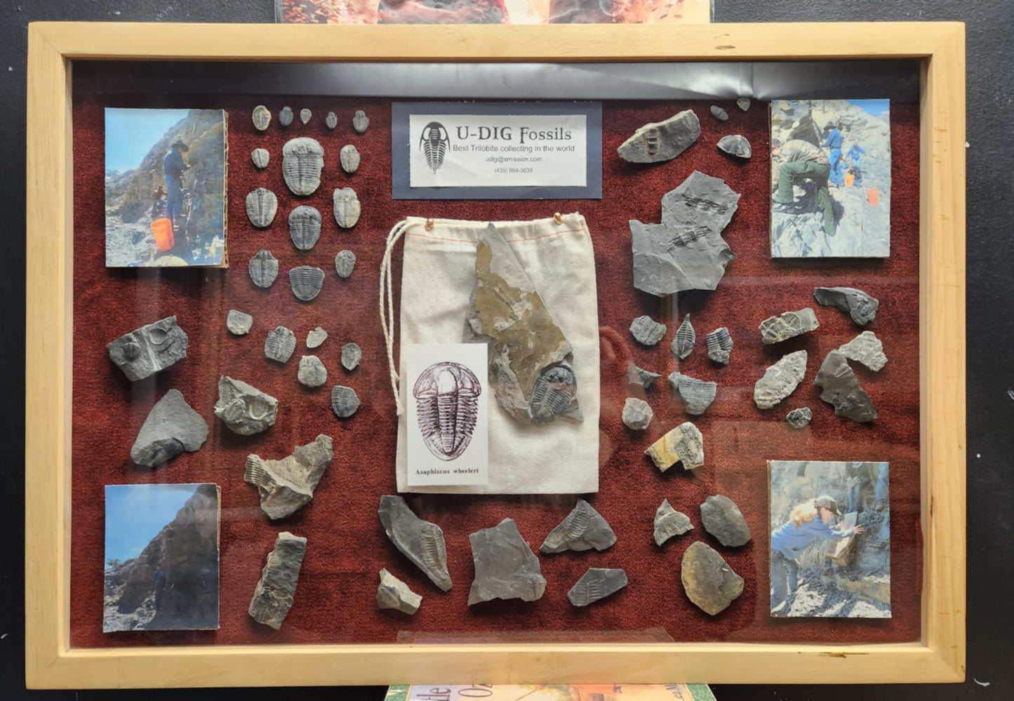 Wood shadow box with different type of fossils and photos of digging for them