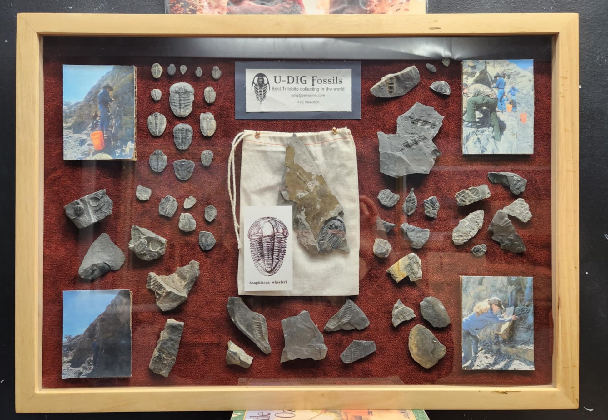 Wood shadow box with different type of fossils and photos of digging for them 